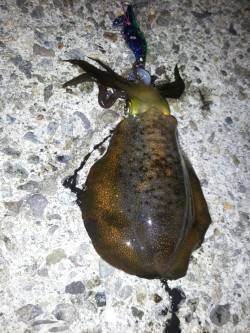 土生周辺にてエギング　釣り人少ないですが、…